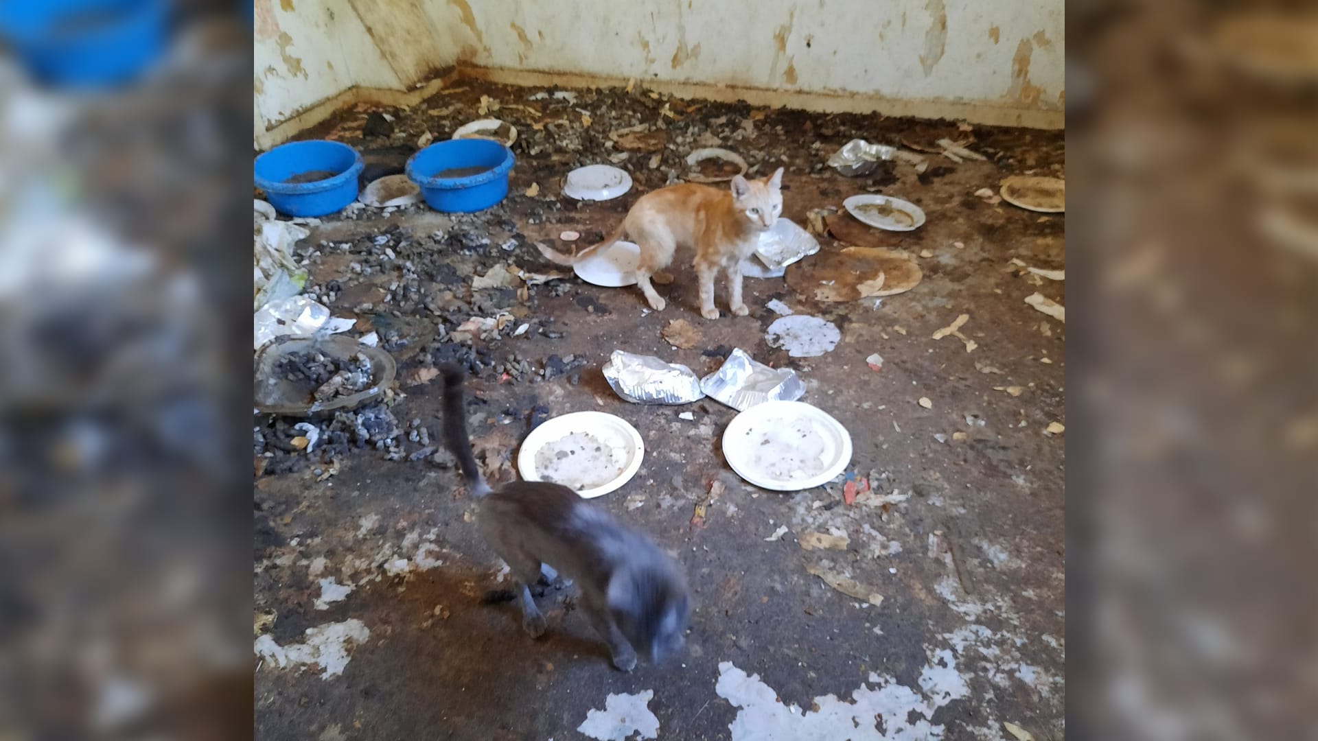 Dierenbescherming haalt 29 verwaarloosde dieren uit woning in Koewacht