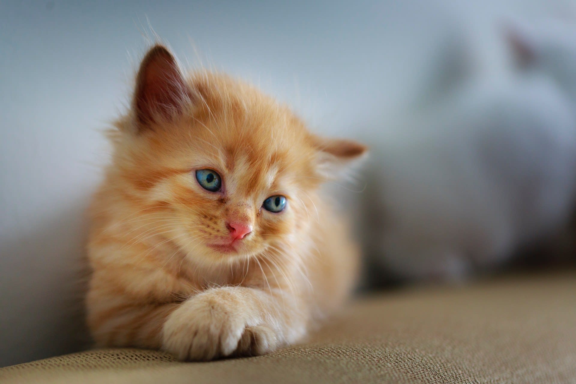 PostNL-bezorger treft superschattig 'pakketje' aan in bus: kitten (per ongeluk?) ingestapt