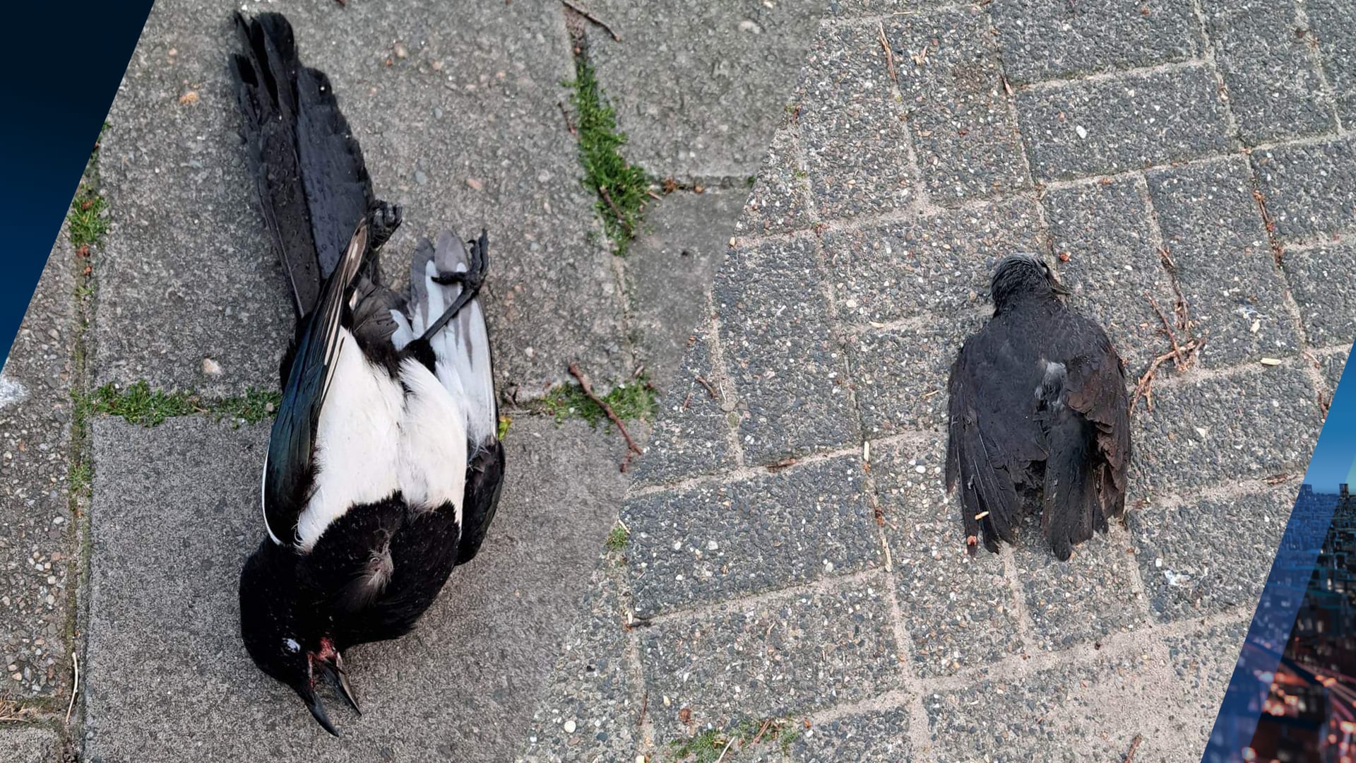 Wie schiet de vogels in de Eindhovense Tinelstraat dood? 'Straks is het je hond of kat'