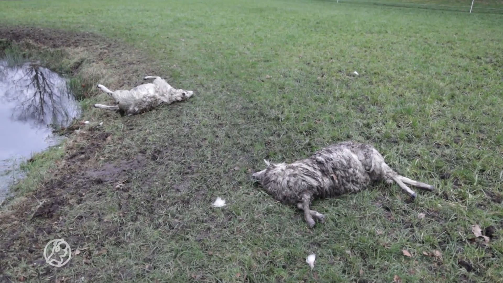 22 schapen gedood in Heelsum: één groot bloedbad