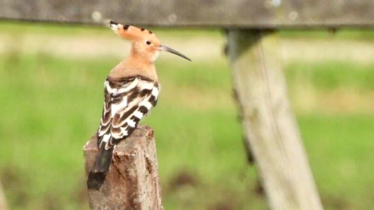 Tientallen vogelspotters vangen een glimp op van zeldzame hop