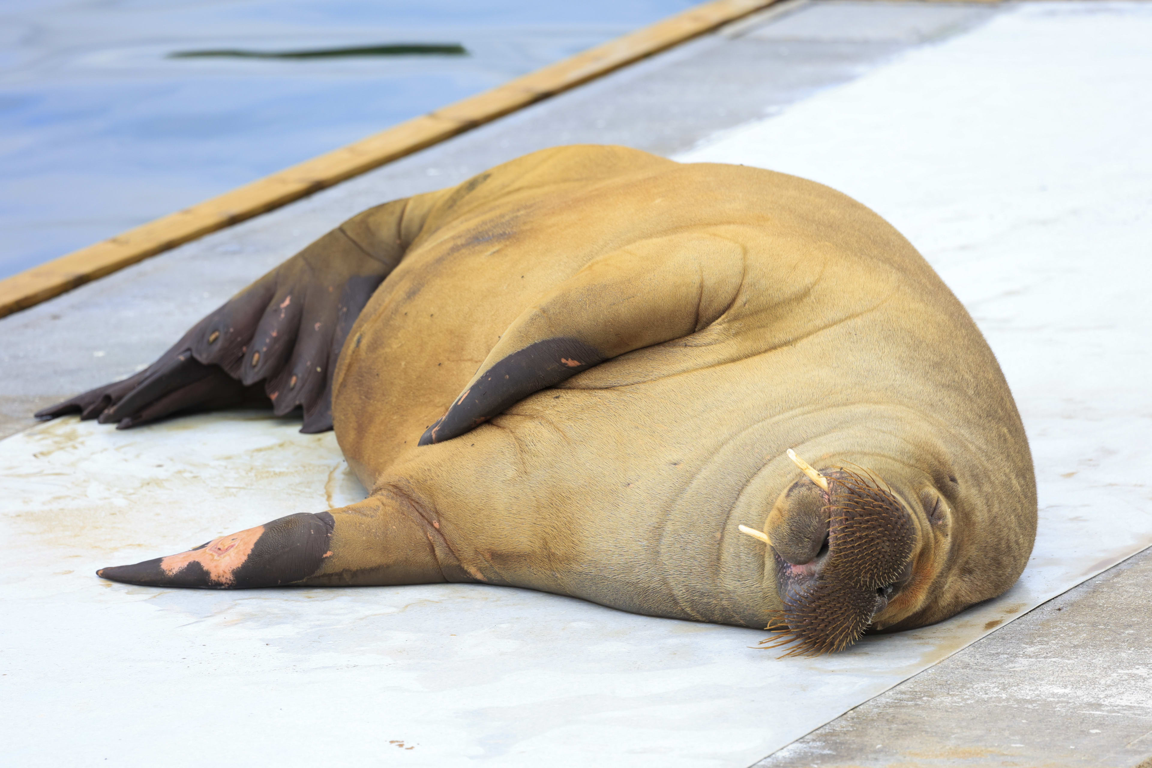 VIDEO: 'Nederlandse' walrus Freya zet Noorse haven op zijn kop