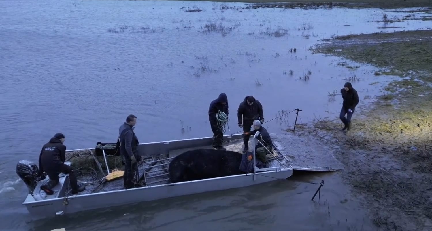 Koppige eenzame stier eindelijk met bootje gered van landtong in de Maas