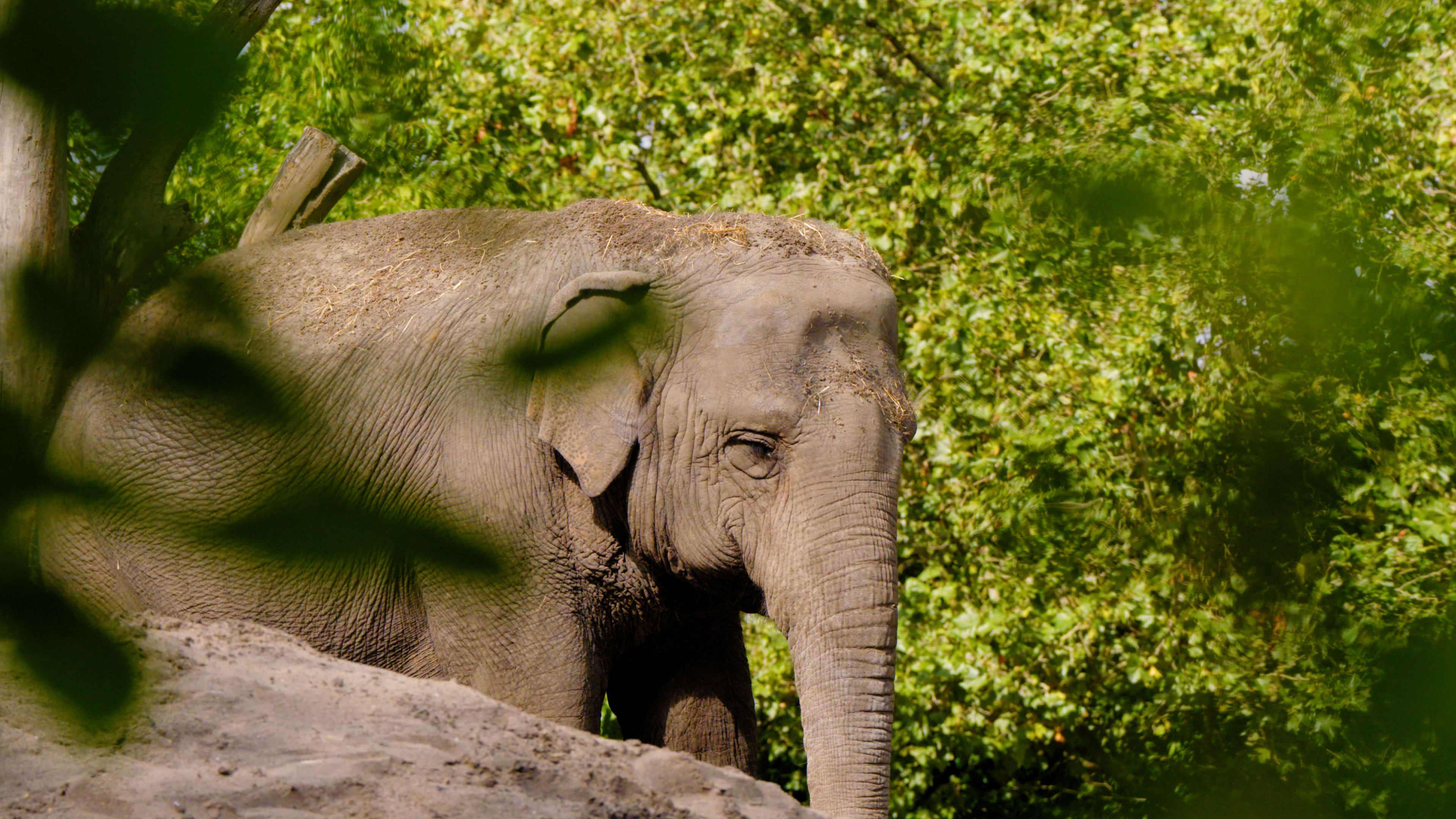 Oudste olifant Diergaarde Blijdorp overleden: 'kwakkelde al jaren met gezondheid' 