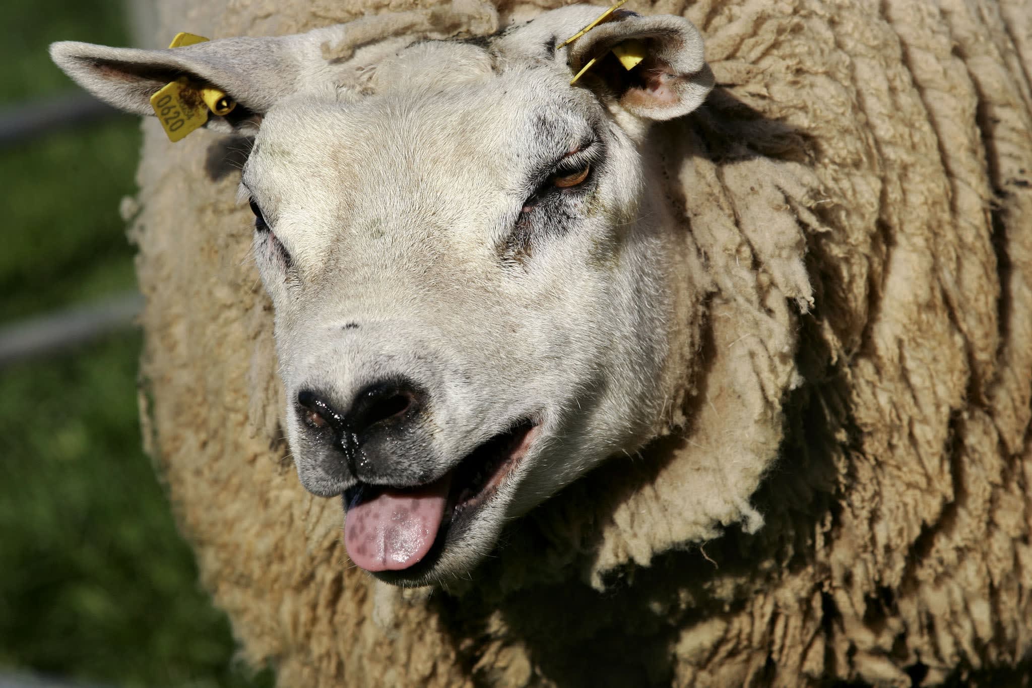 Landbouwminister twijfelt of schapensector blauwtong gaat overleven