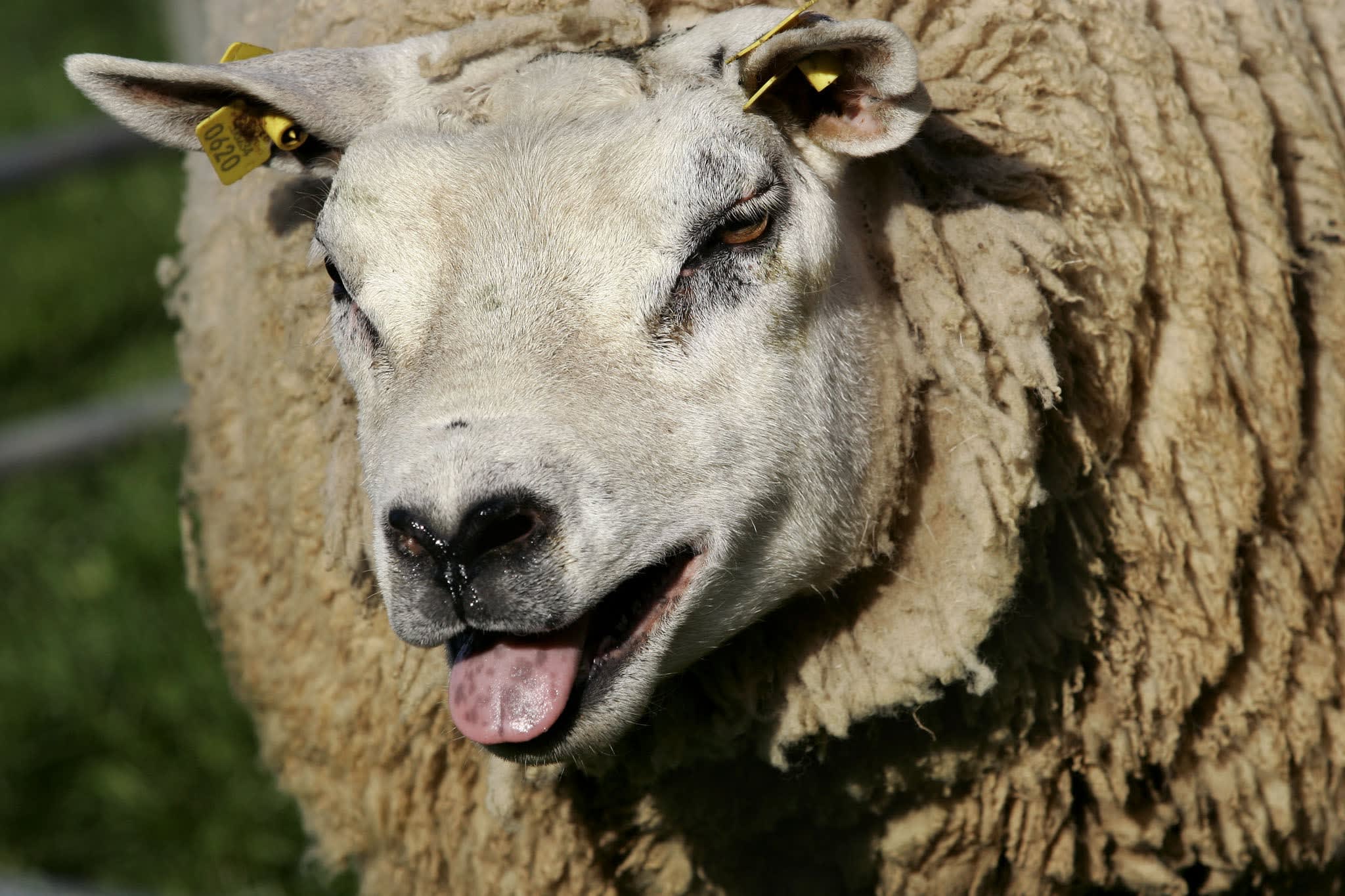 Virusziekte blauwtong breidt zich snel uit onder schapen en runderen