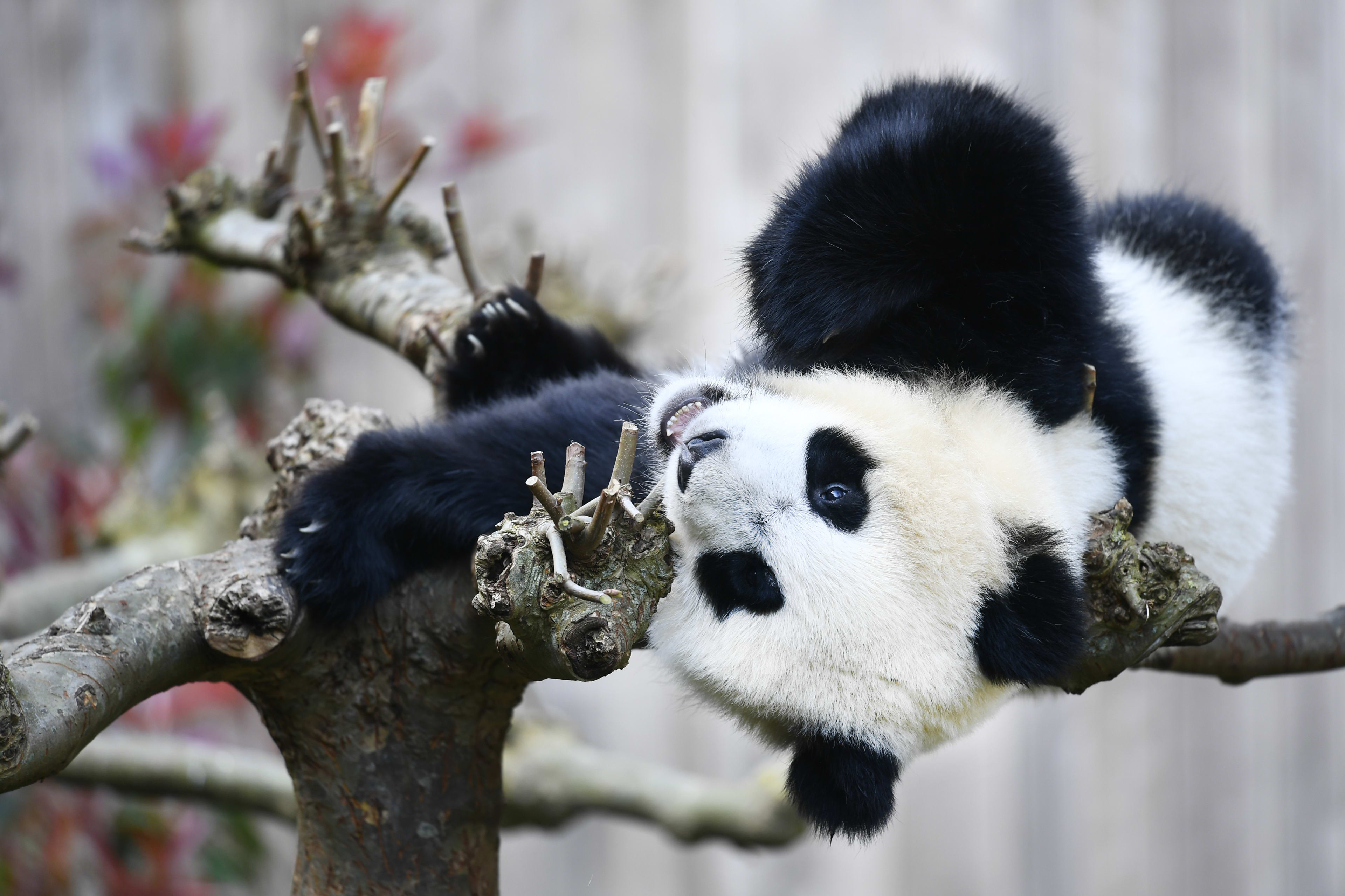 Nederlandse panda Fan Xing verhuist naar China: 'Even slikken' 