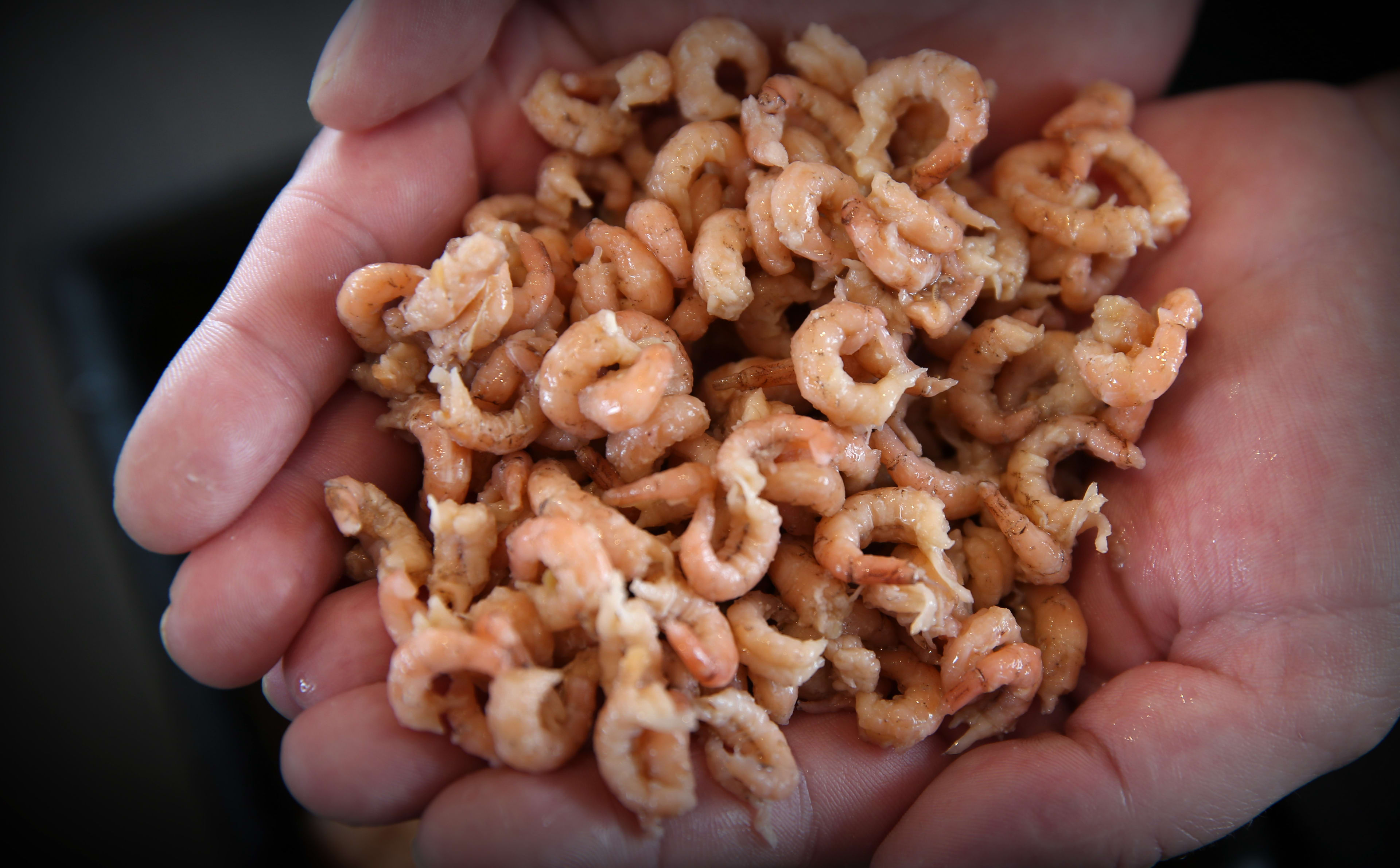 Salmonella gevonden in Hollandse garnalen: 'Eet ze niet'