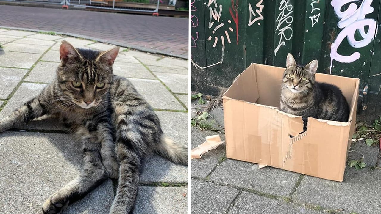 Geliefde buurtkater Guus bruut ontvoerd door drie mannen op zijn favoriete plekje