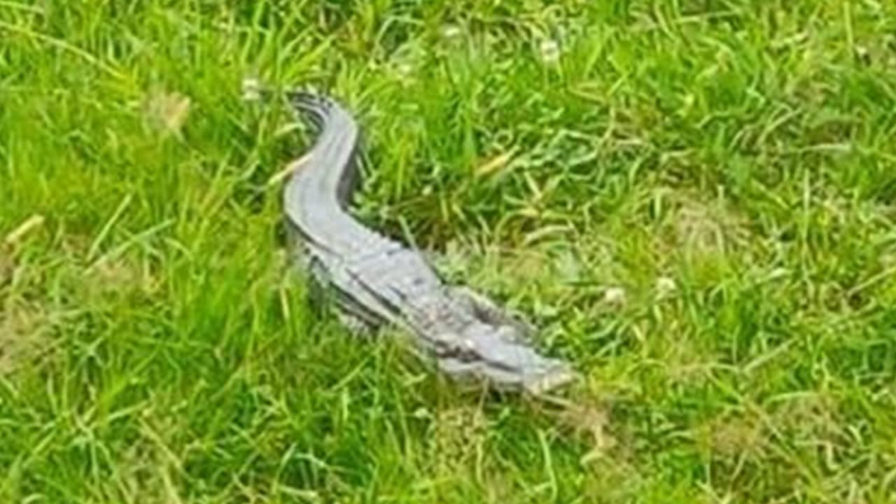 Krokodil duikt op in Brabantse achtertuin: 'Beest lag rustig op prooi te wachten'