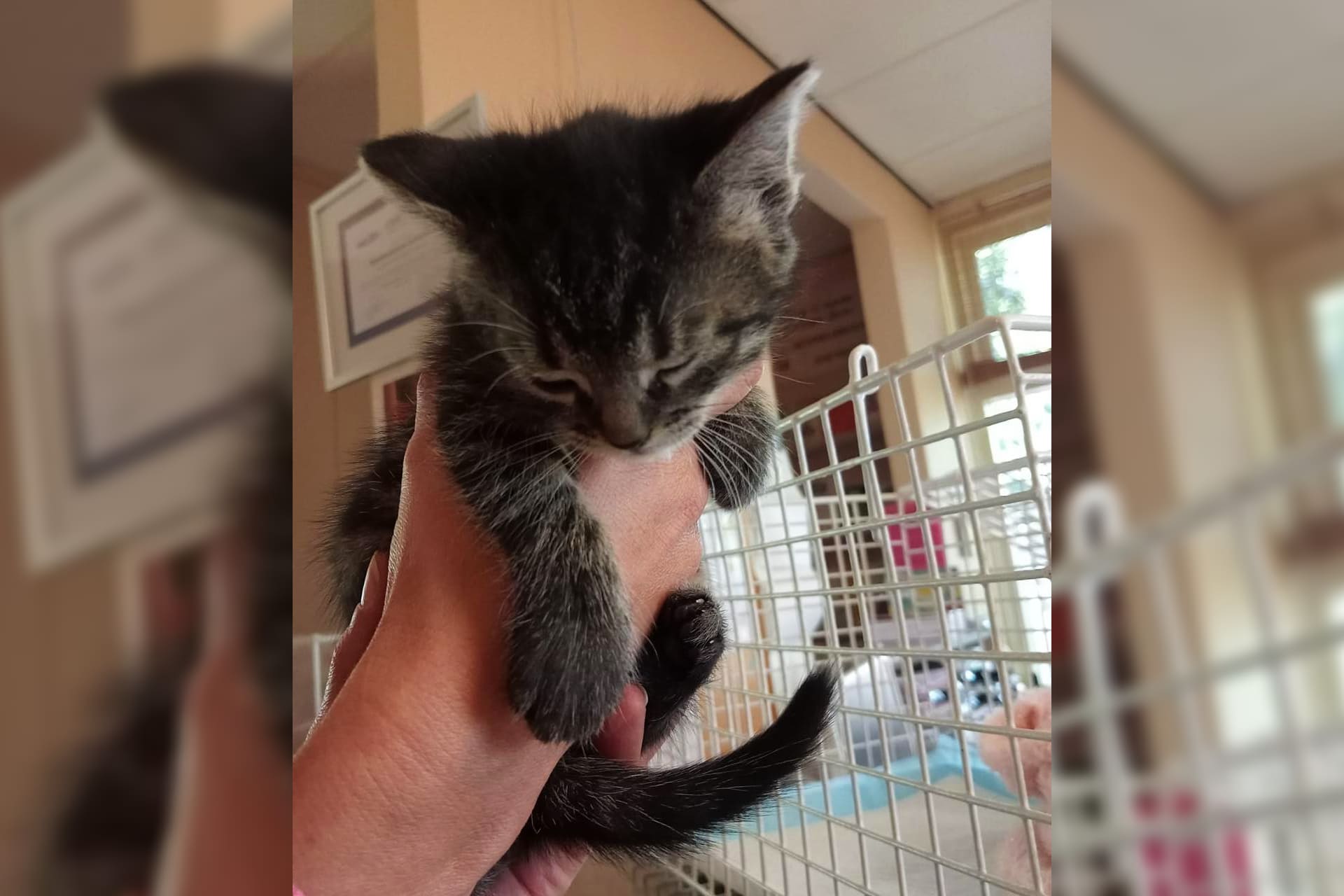 Geldzorgen door ringworminfectie: uitbraak bij katten in dierenasiel Terneuzen