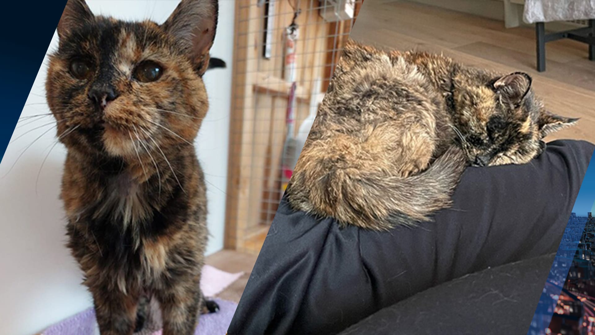 Hoe Oud Was De Oudste Kat