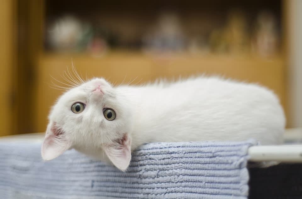 Poes met vier kittens van spoor Veenendaal gered, hulp komt voor één kitten te laat