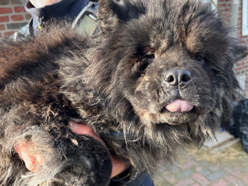 Opnieuw tientallen honden weggehaald bij fokker Deurne