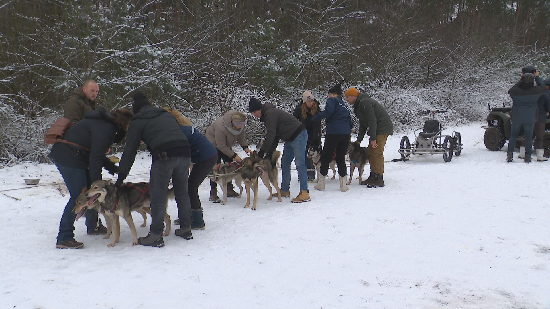 Op een hondenslee door het 'Limburgse Lapland': 'We zijn helemaal volgeboekt'