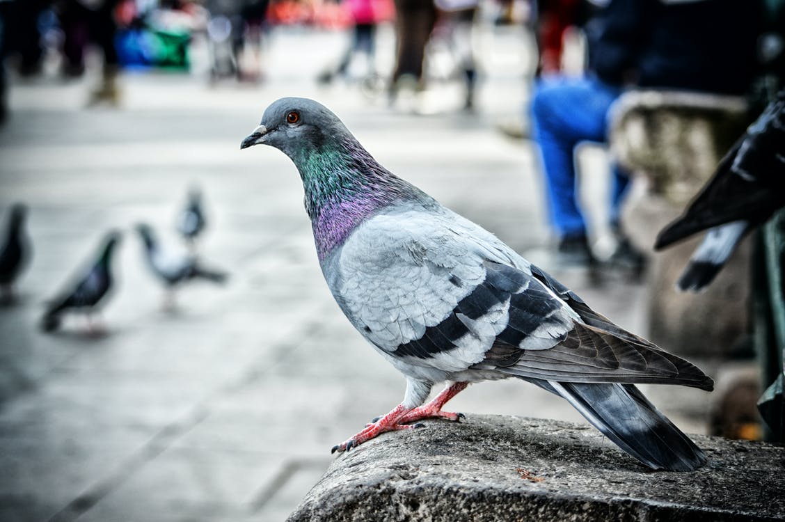 'Anticonceptie voor duiven werkt: aantal in Heerlen met 20 procent gedaald'