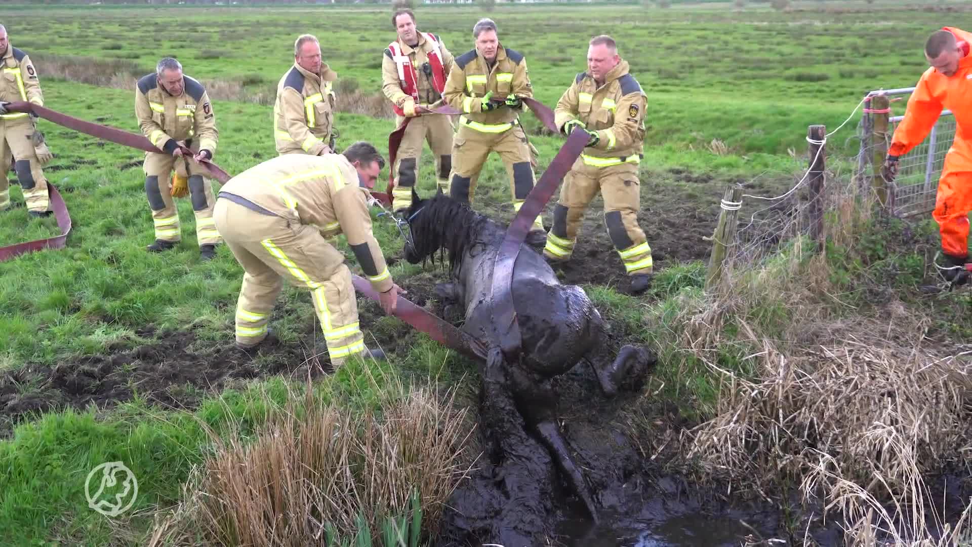 Zeven brandweermannen nodig om paard uit de sloot te trekken bij Eelde