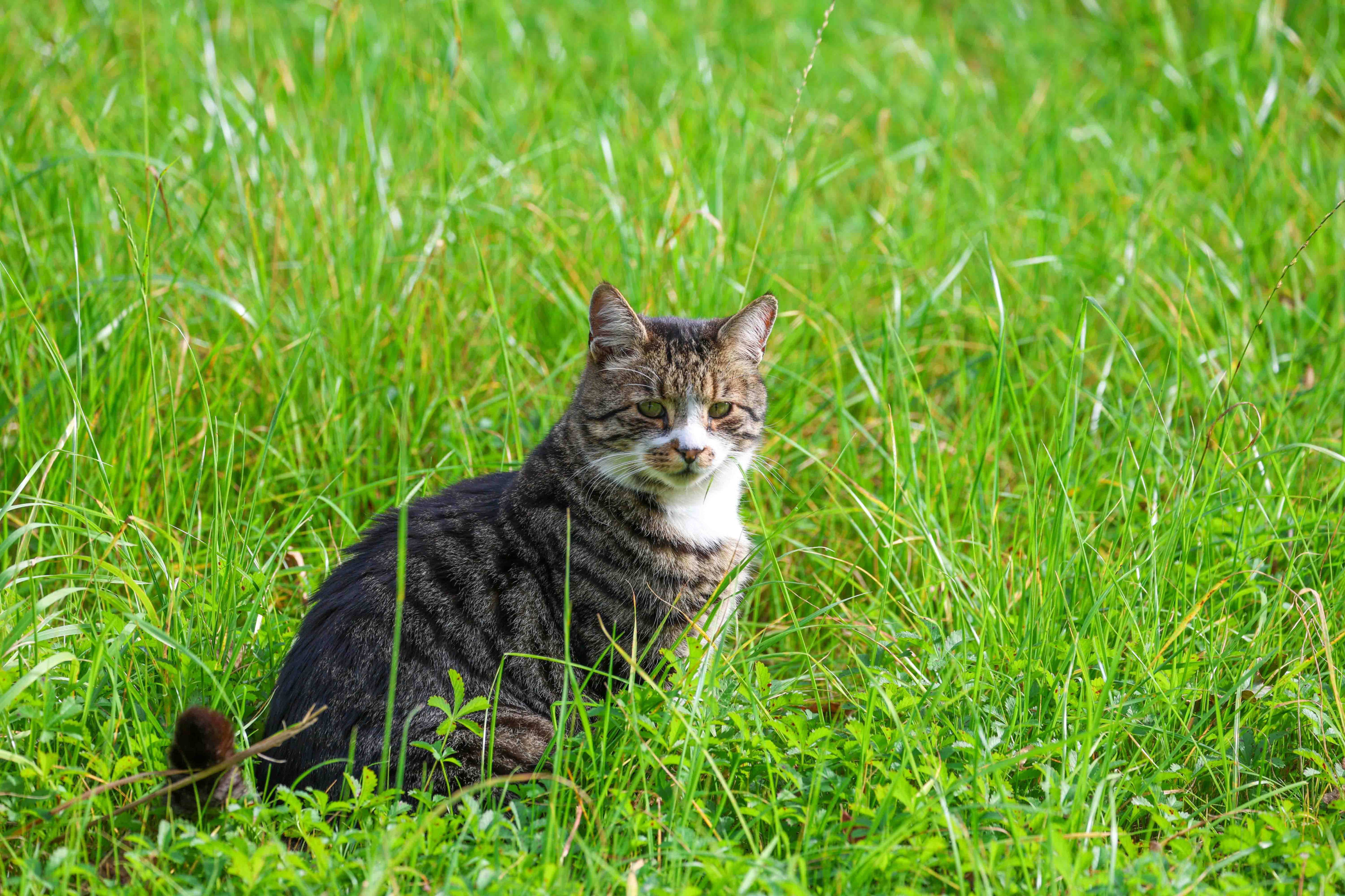 Plan om boete te geven voor kat in weiland: 'Ze vernielen de natuur' 