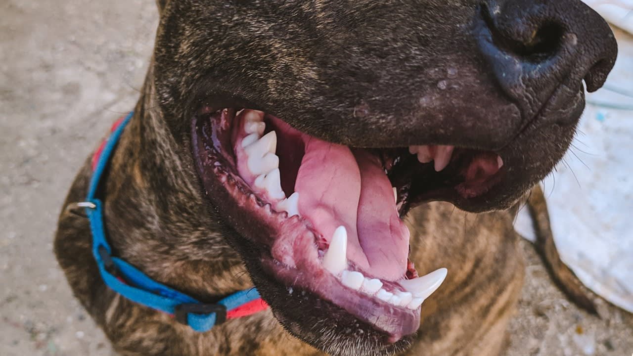 Hond bijt vrouw (18) in gezicht, slachtoffer met ernstige verwondingen naar ziekenhuis