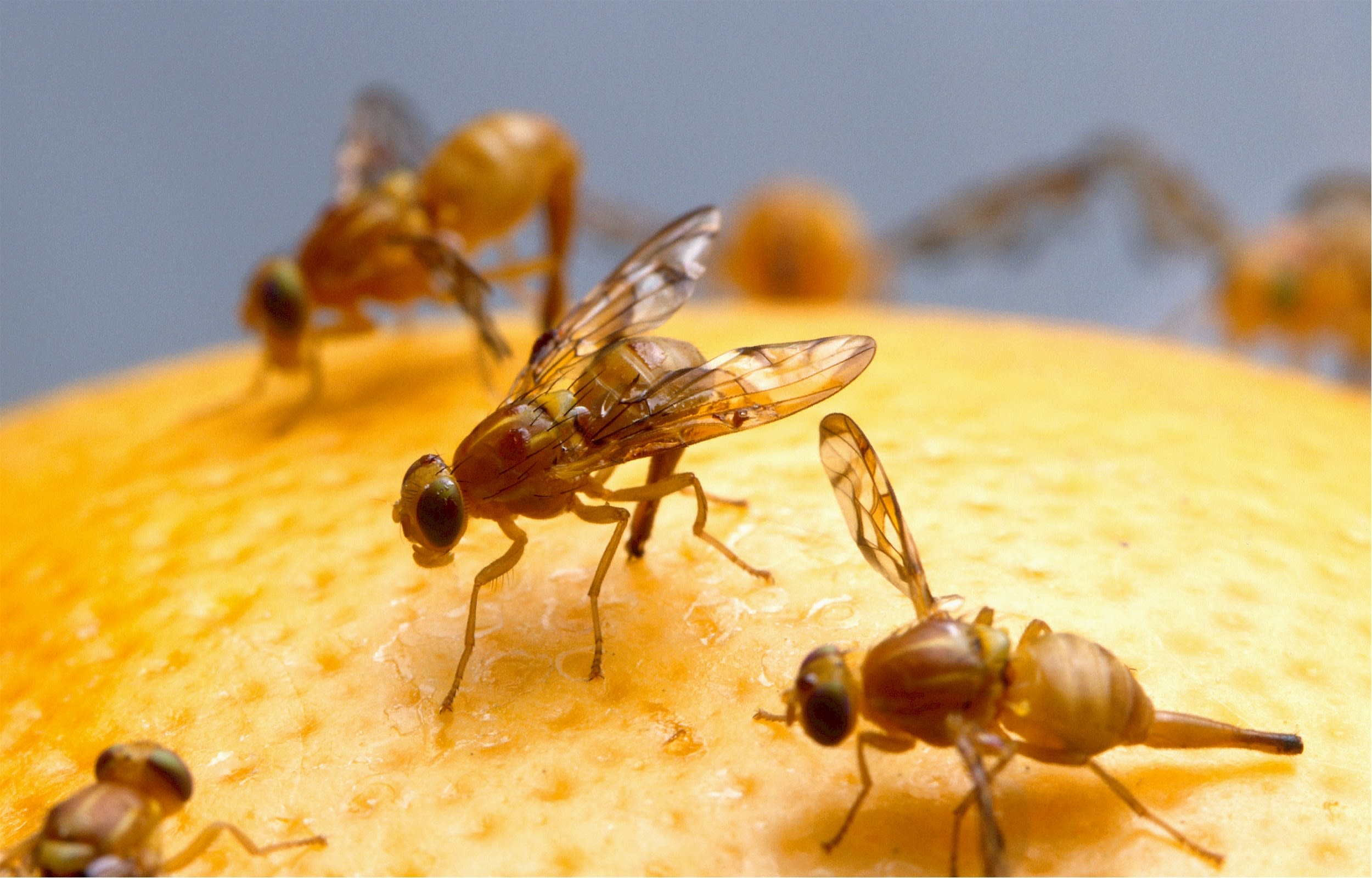 Irritant! Fruitvliegjes duiken op met warme dagen: hoe kom je ervan af?