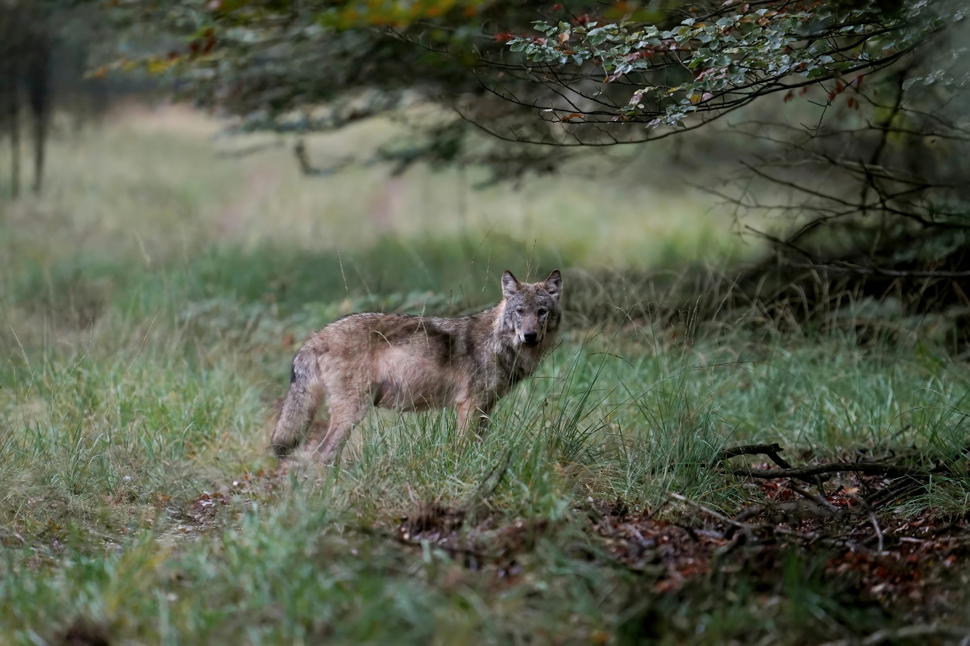 Noodbevel: landgoed bij Leusden moet deels dicht na incident met wolf