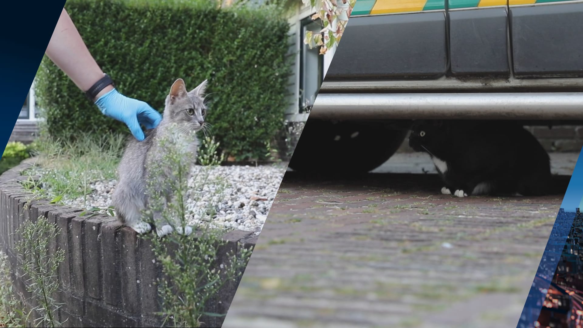 Twee katten en elf kittens gered uit zwaar vervuilde woning in Baarn