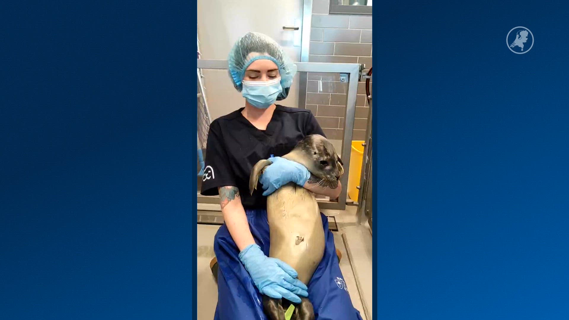 Zeehondenpup gevonden op illegale feest in Borgsweer