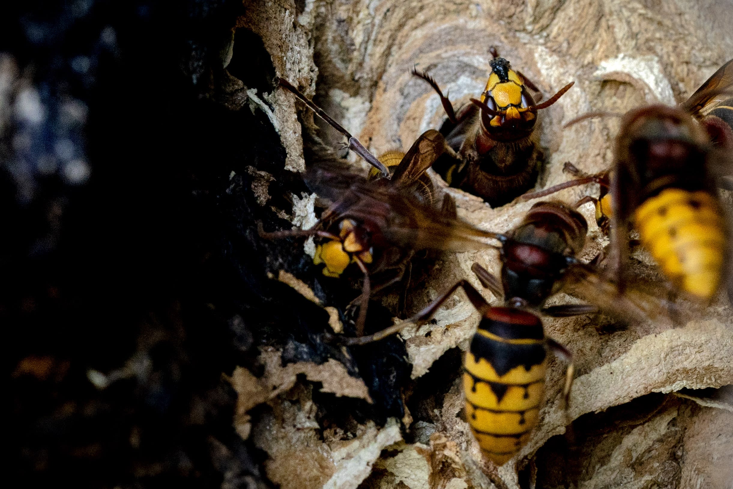 Fietsers gewaarschuwd voor nest met Europese hoornaars