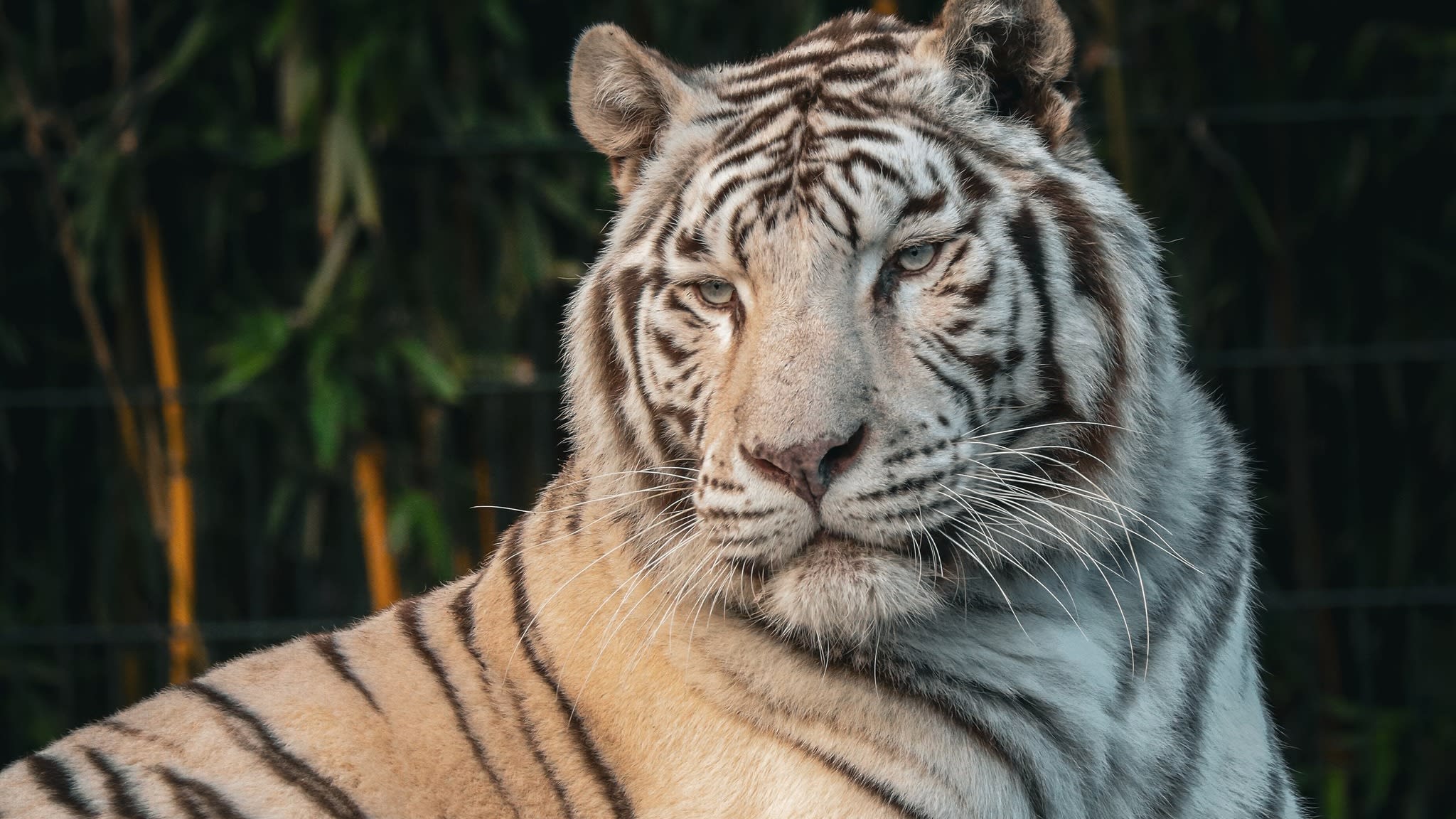 Verdrietig nieuws uit ZooParc Overloon: witte tijger Rama overleden