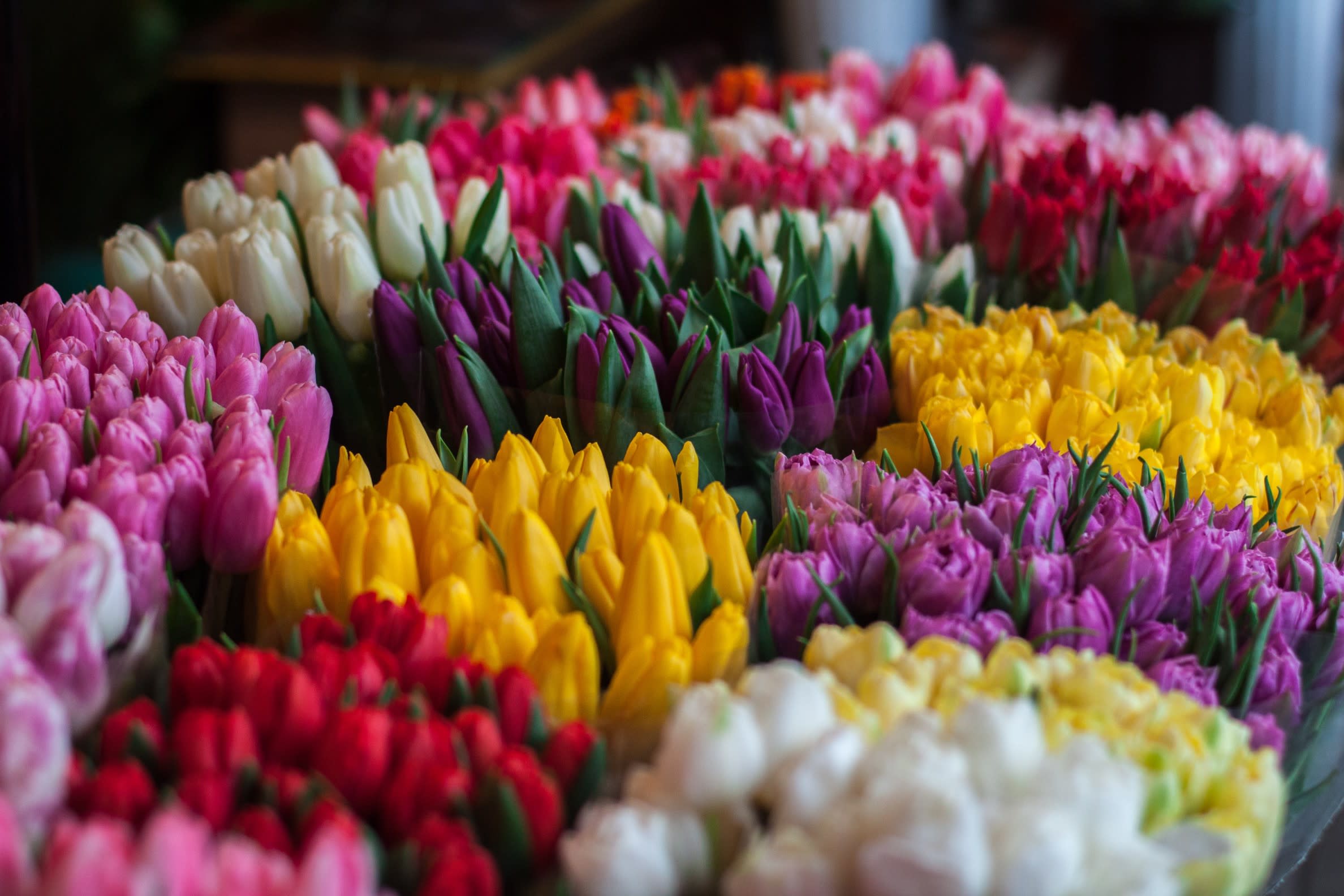 Tóch nog Nederlandse bloemen op Sint-Pietersplein bij Pasen