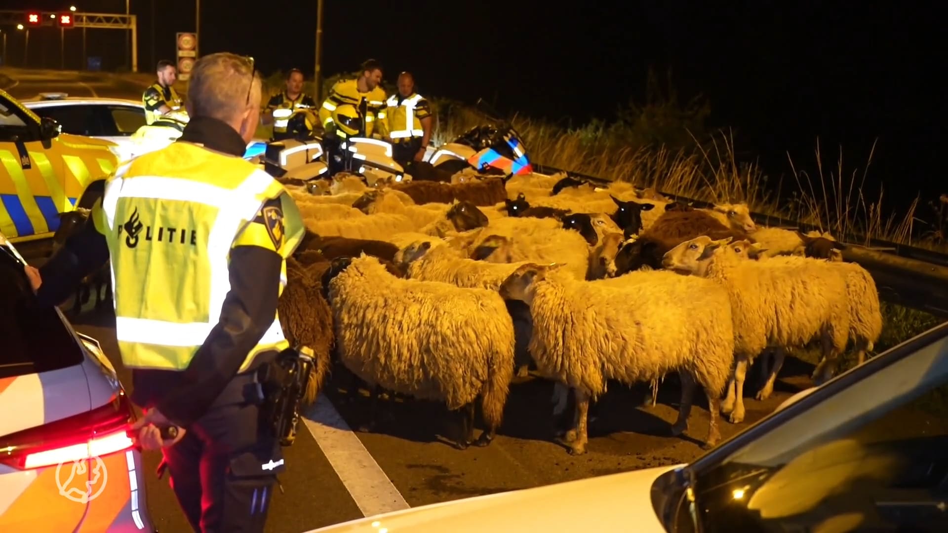 Schapen lopen midden op snelweg A50, weggebruikers schieten te hulp