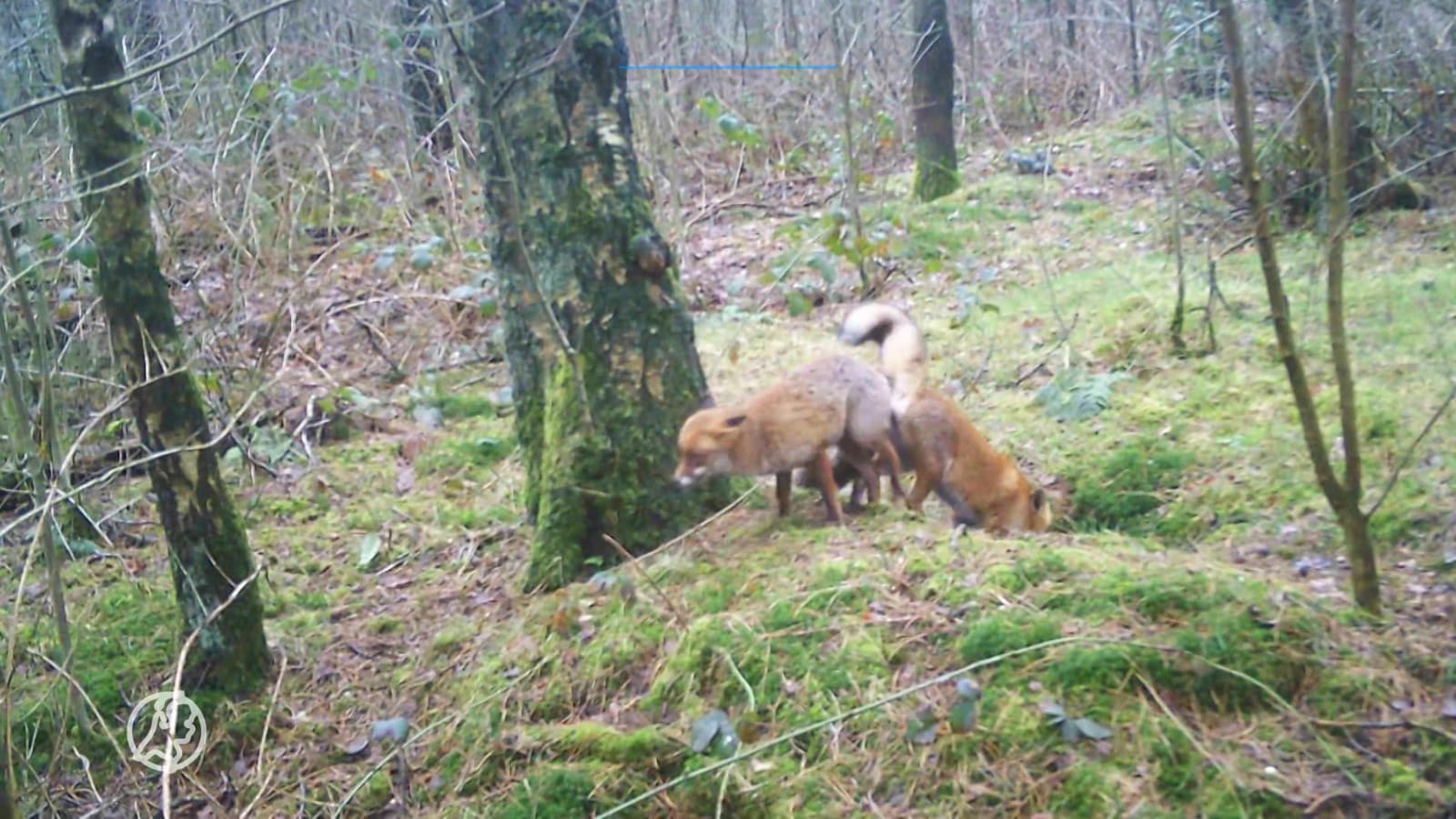 Unieke beelden: Joop legt parende vosjes haarscherp vast op de Veluwe