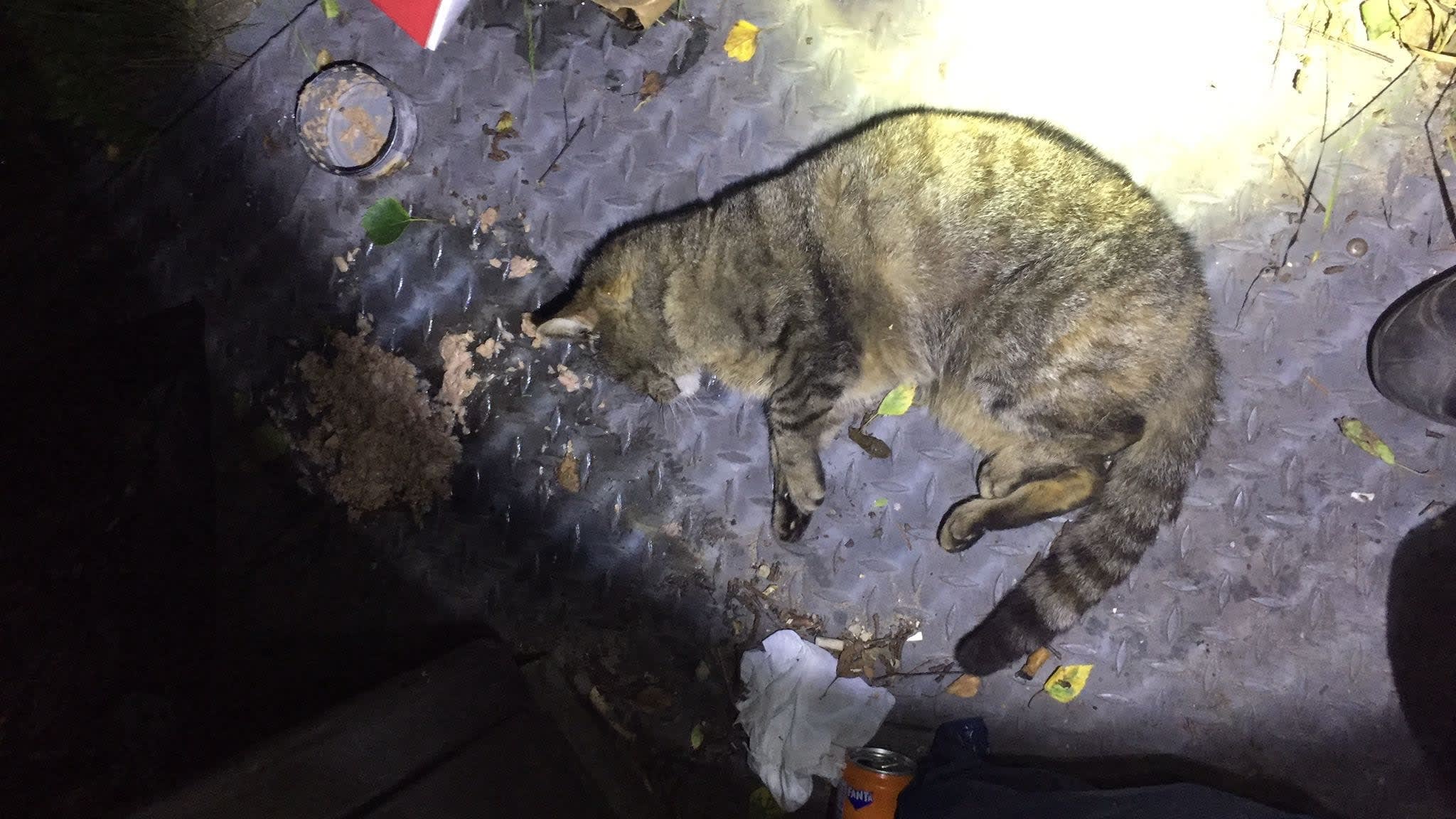 Stuiptrekkende kat gevonden tussen het afval, waarschijnlijk vergiftigd: 'Triest'