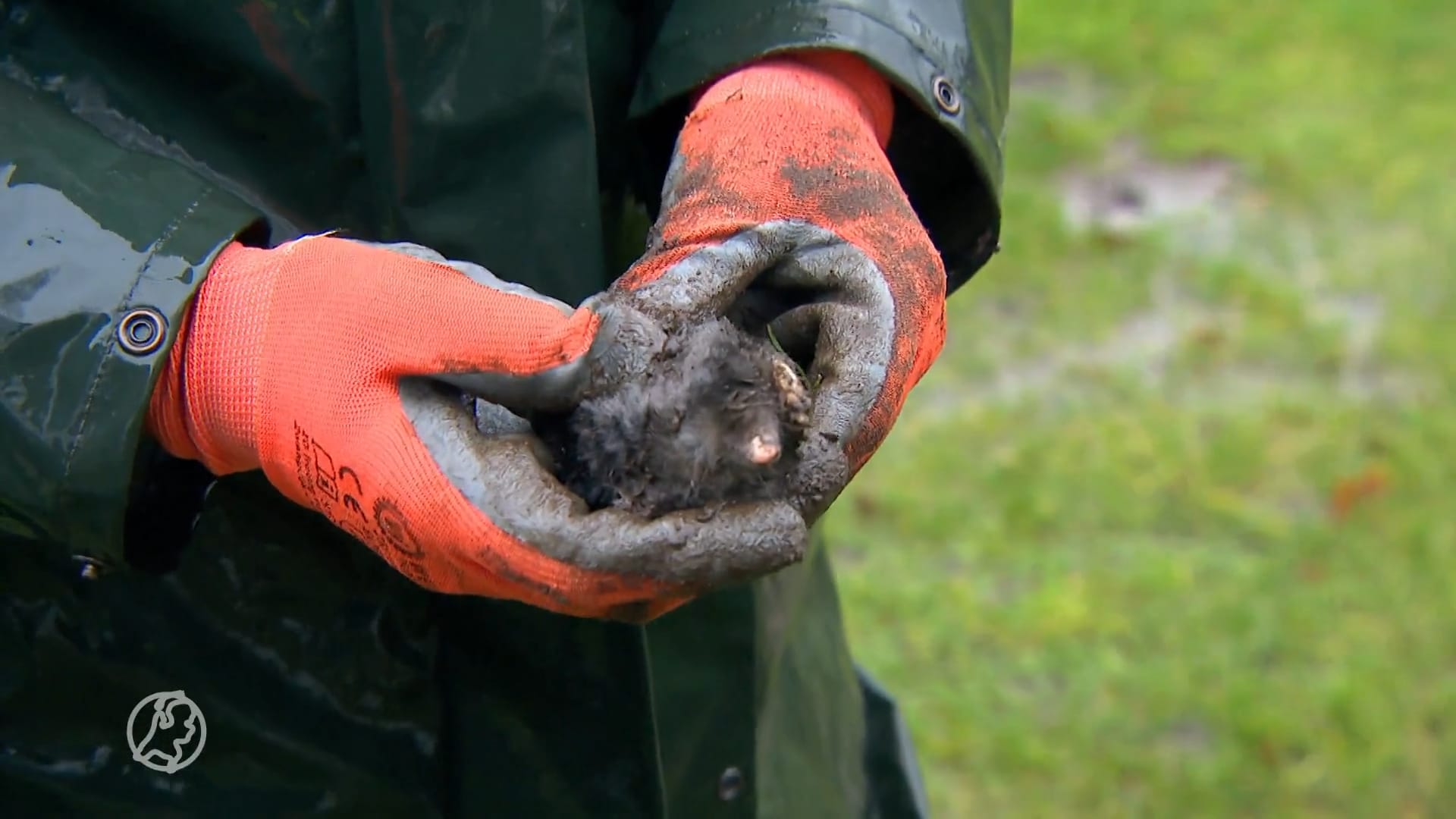 Mollenvangers draaien overuren door zachte winter: 'dat kan gevaarlijk zijn'