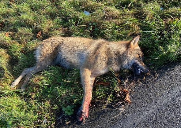 Wolf doodgereden op A2 bij Beesd