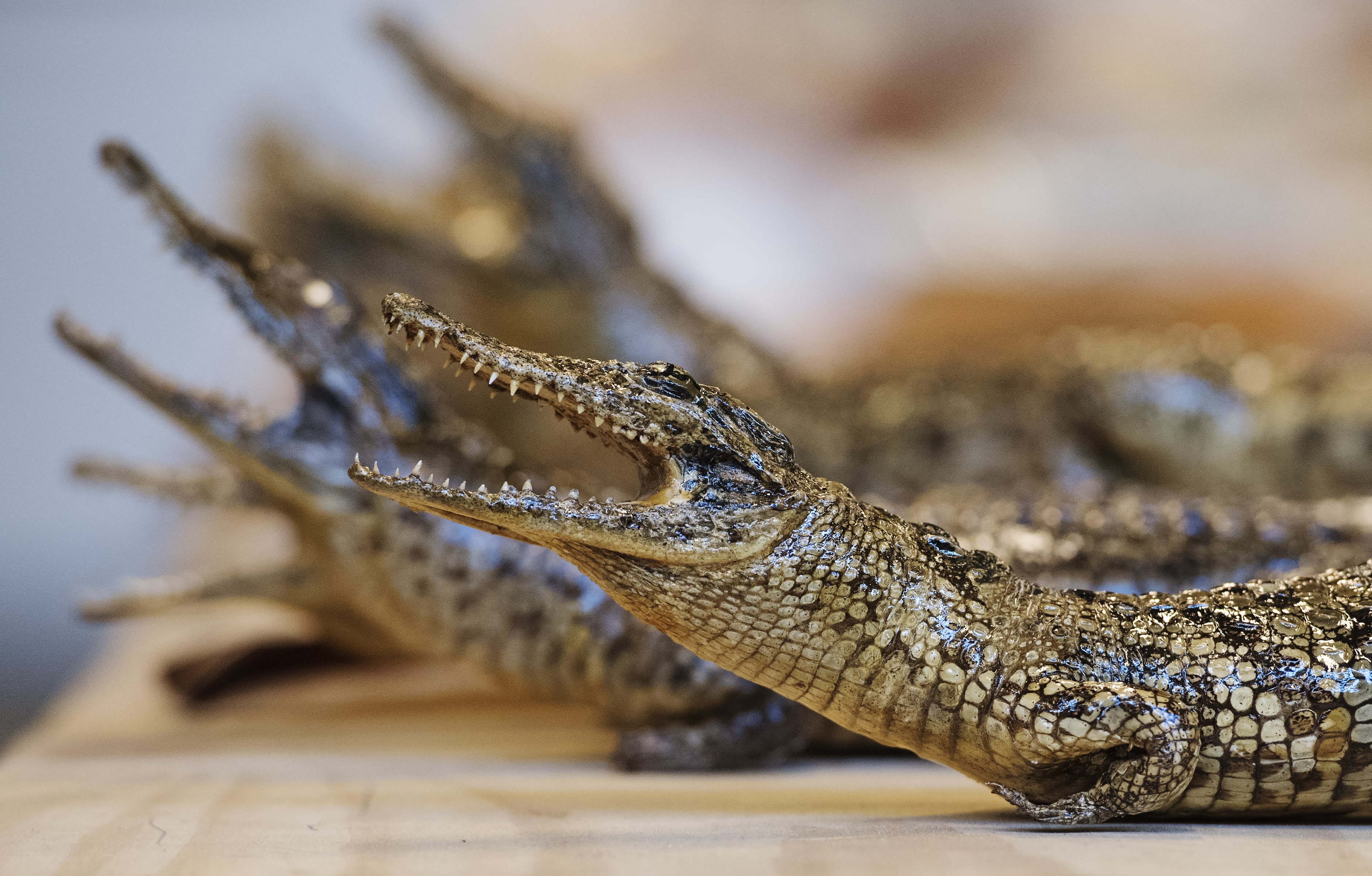 Kringloopmedewerker verliest baan na meenemen opgezette krokodil