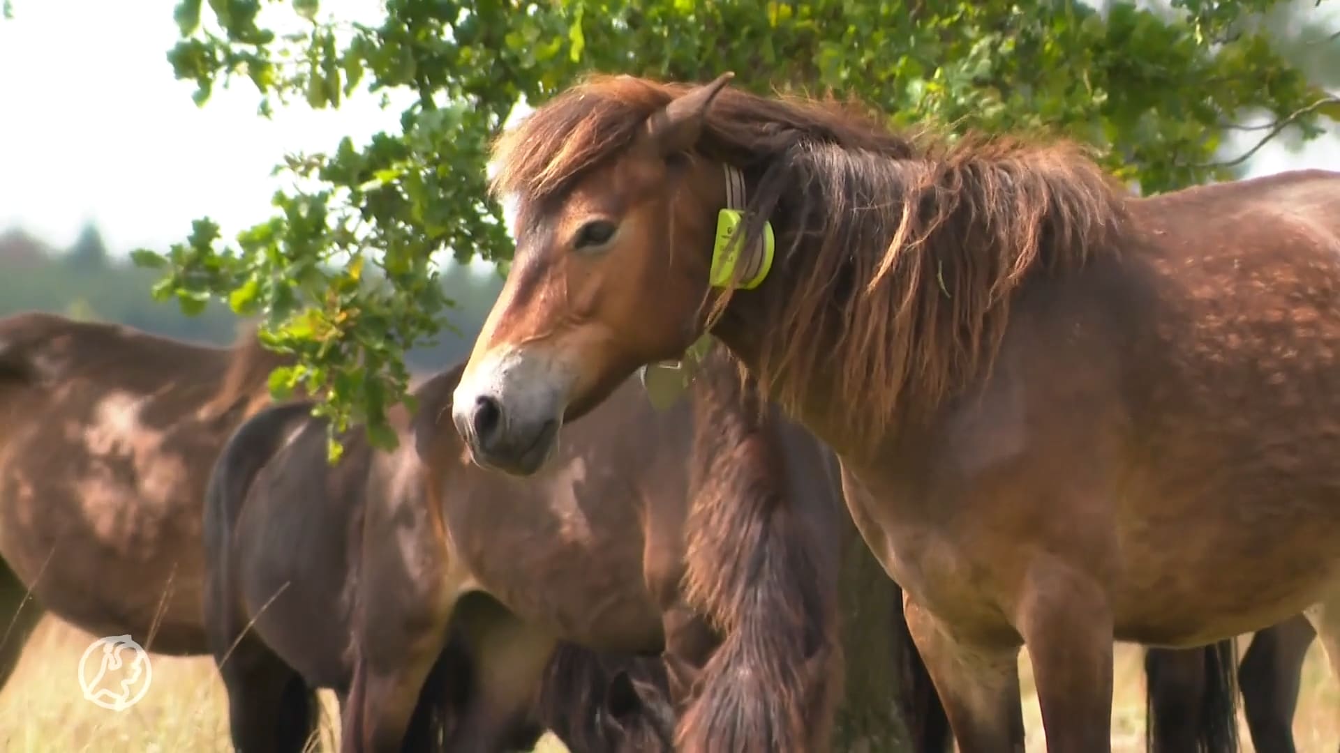 Ophef om plaatsen kudde pony's in natuurgebied met wolf: 'Gemeen experiment'