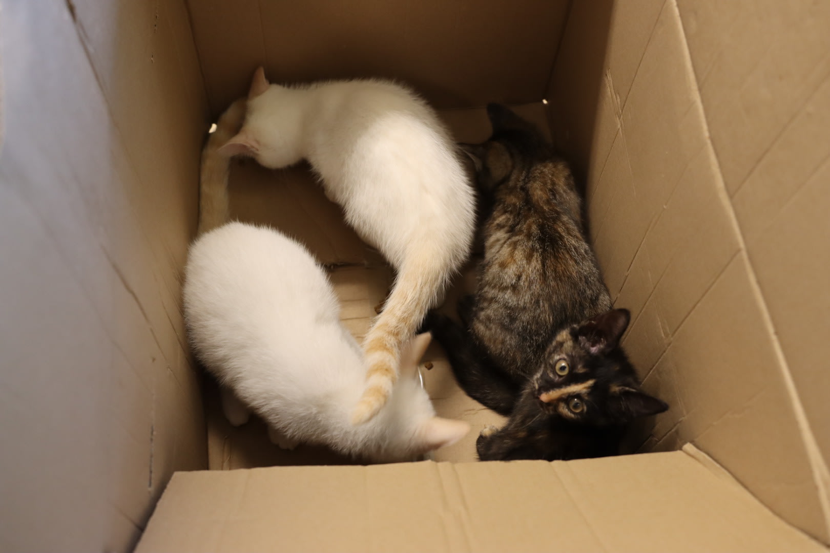 Vier kittens in stromende regen gedumpt in kartonnen doos 