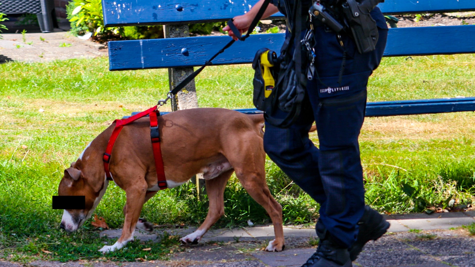 Hond breekt los in winkelstraat Apeldoorn: andere hond en twee mannen gewond