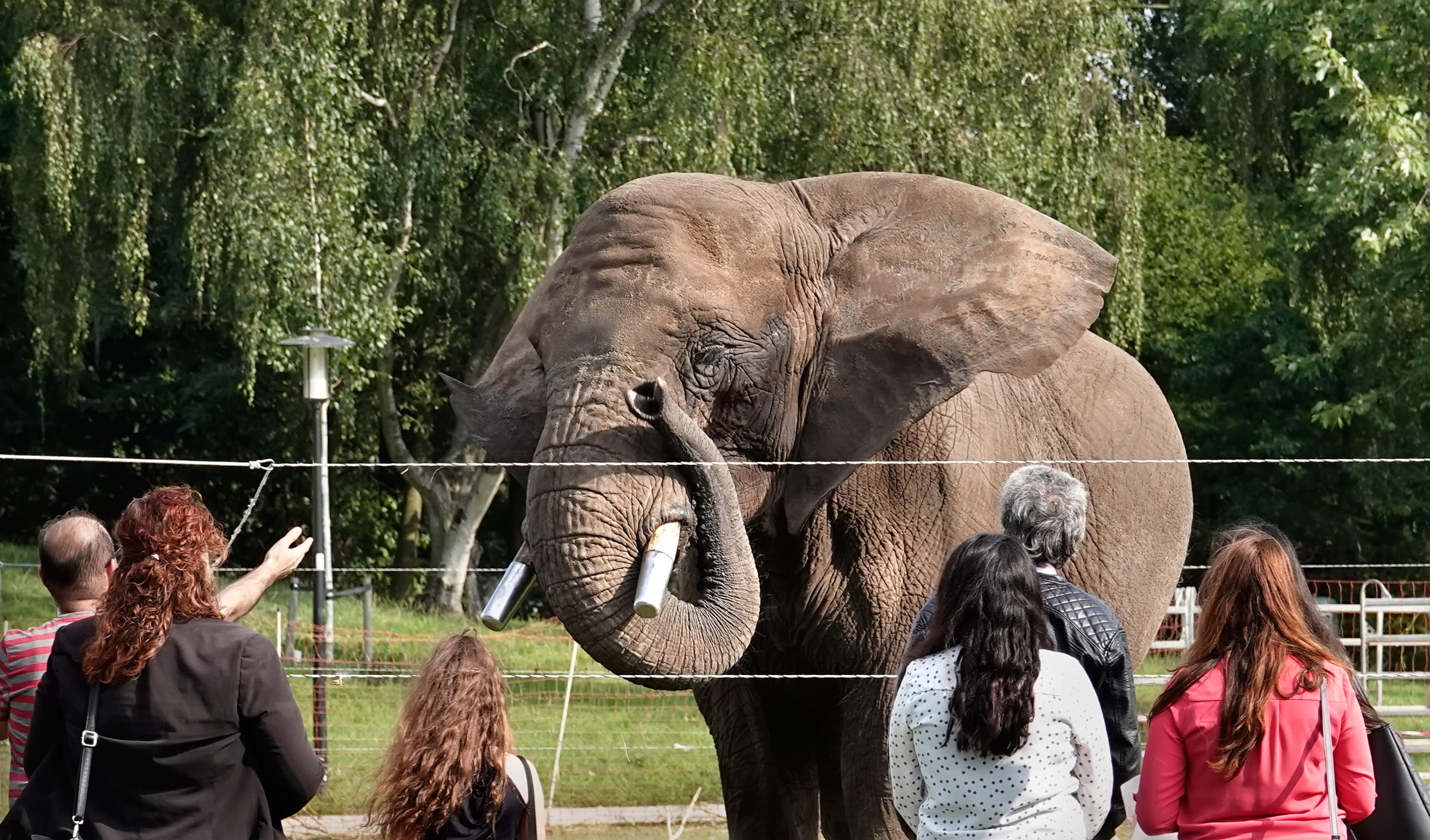 Dierenorganisaties vechten besluit minister over olifant Buba aan