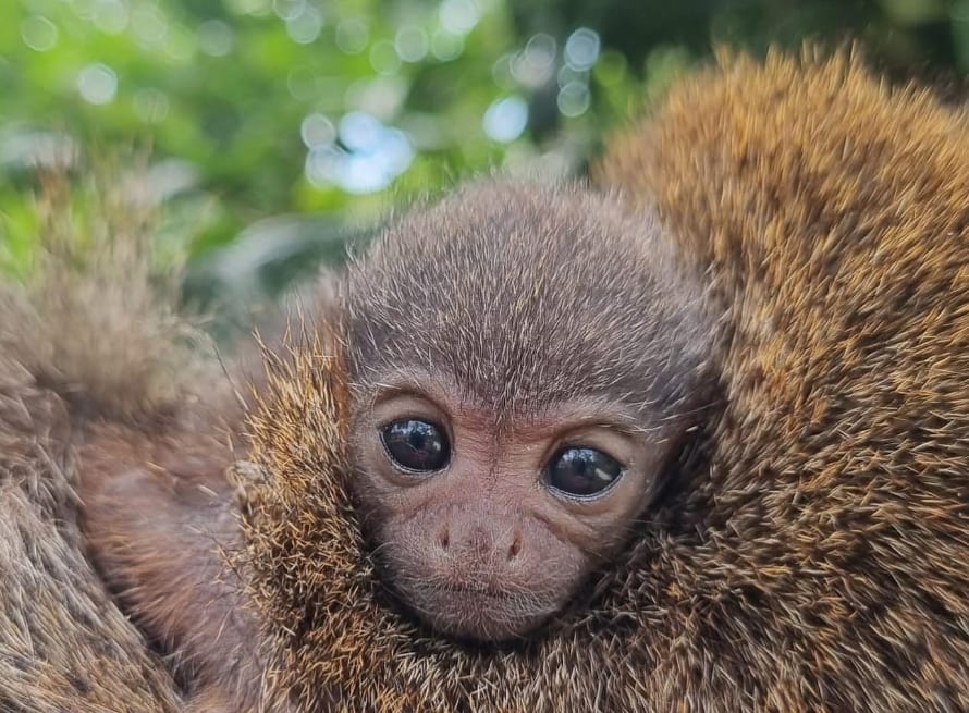 Pasgeboren rode titi-aapje uit Avifauna overleden