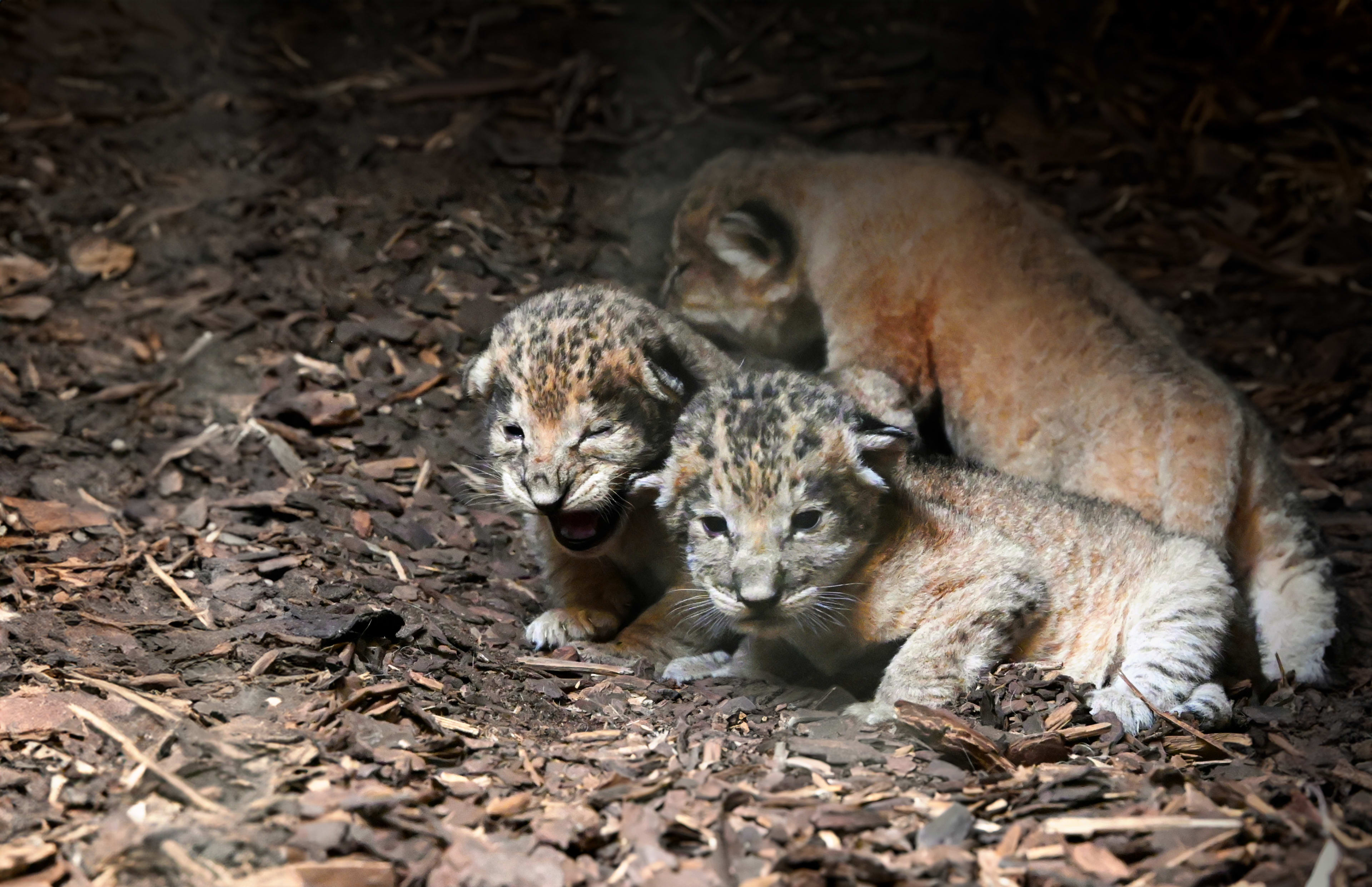 Superschattig: drie leeuwenwelpen geboren in WILDLANDS Emmen