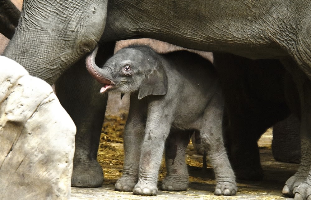 Beschuit met muisjes: Aziatische olifant geboren in Blijdorp