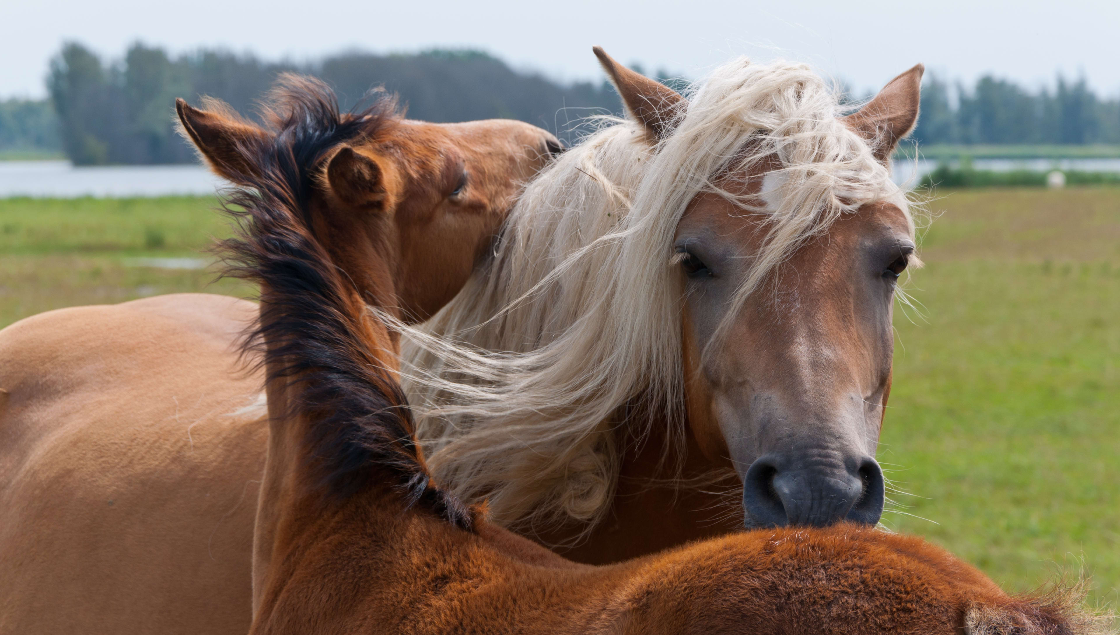 Veel Nederlandse paarden zijn eenzaam: 'Een paard hoort niet alleen in de wei'