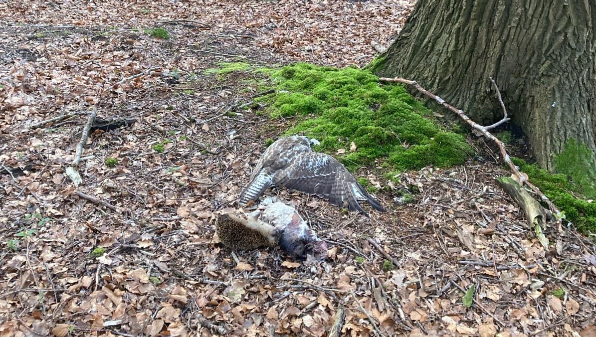 Dode dieren op landgoed, boswachter vreest voor opzettelijke vergiftiging