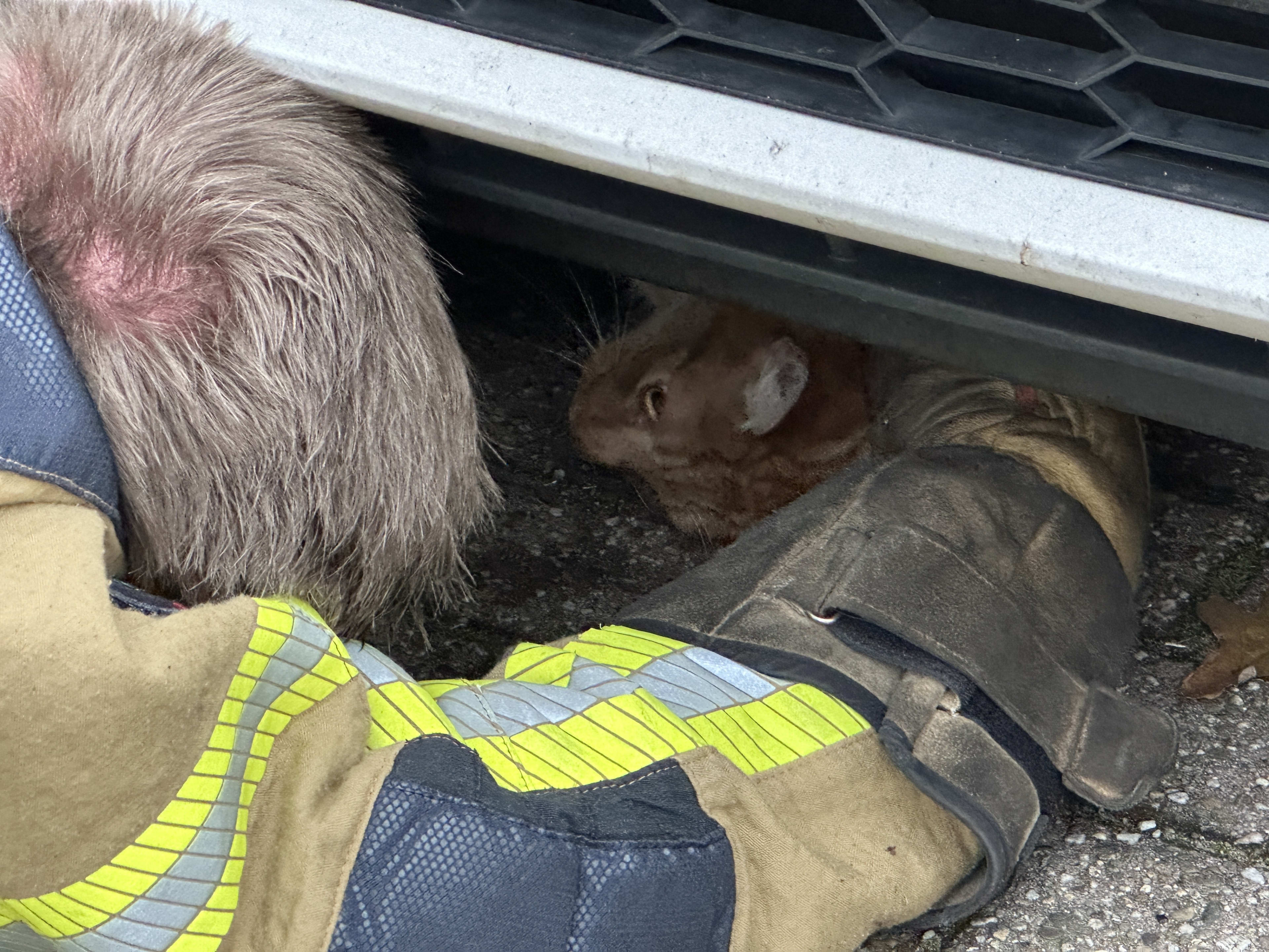 Kat zit met achterpootje muurvast onder motorkap, brandweer schiet te hulp