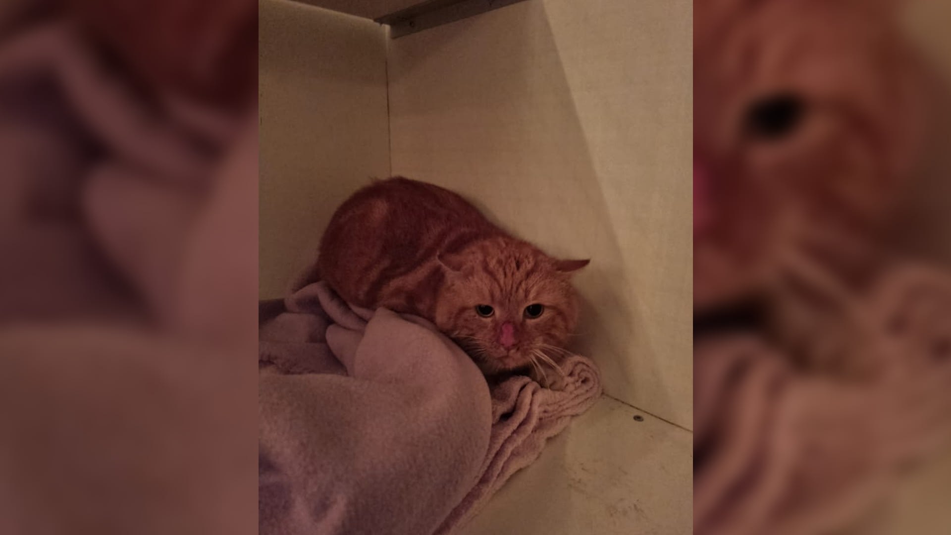 Catastrofe in Ter Aar: boze buurman ontvoert poepende kat 
