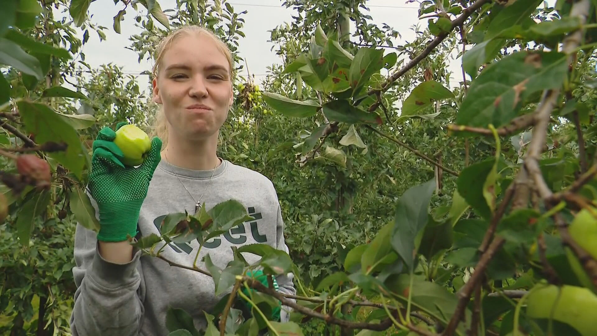 Laatste sappige appels geplukt voor de voedselbank: 'Ze zijn heel lekker!'