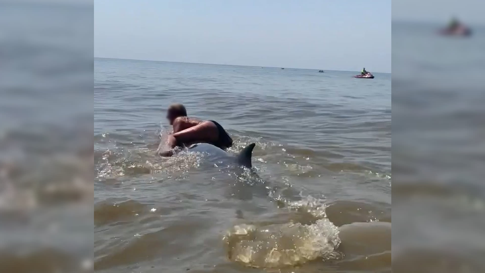 Vrouw die op dolfijn ging zitten is aangehouden door politie