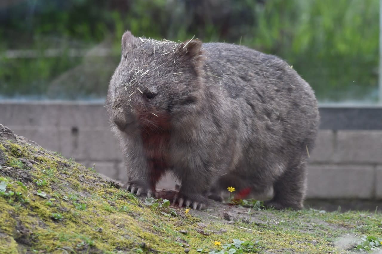 Schattig: Eerste wombat geboren in Nederland 
